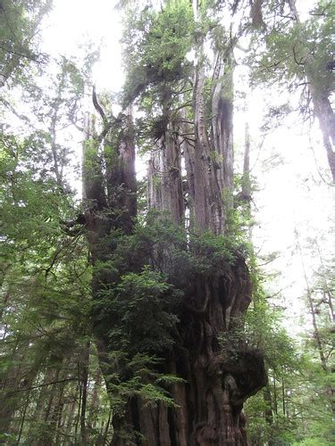 Big Cedar Tree Olympic National Park Washington State Flickr