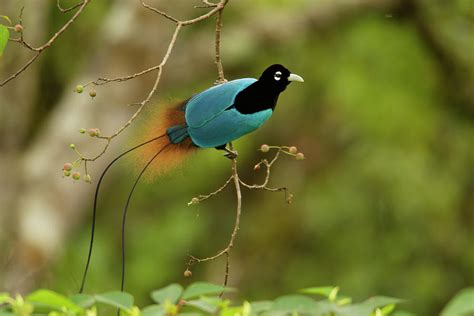 A Male Blue Bird Of Paradise Perched Photograph By Tim Laman