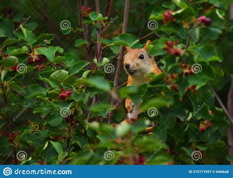 Cute Squirrel Eats Berries On A Tree In The Forest Stock Image Image