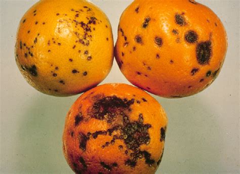 Esposizione Borraccia Vocale Citrus Black Spot Disease Bambini Colibrì