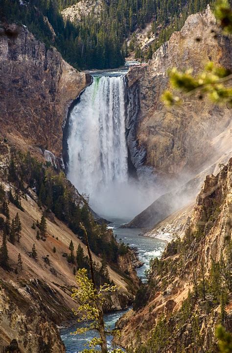 Lower Falls Yellowstone National Park Is A Photograph By Paul