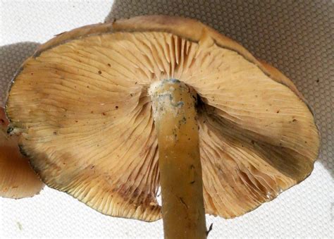 Id Request Georgia Mushroom Hunting And Identification