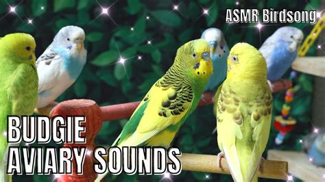 Happy Budgies Sounds Part 23 Birdsounds Budgies Parakeet Lovebirds