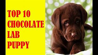 Lab Chocolate Labrador Puppy Funny Dog
