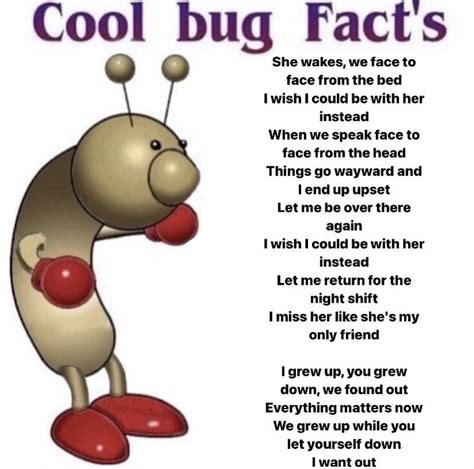 Cool Bug Facts Meme Hd Wallpaper