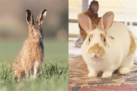 Rabbit Vs Hare The Difference Between Rabbits And Hares