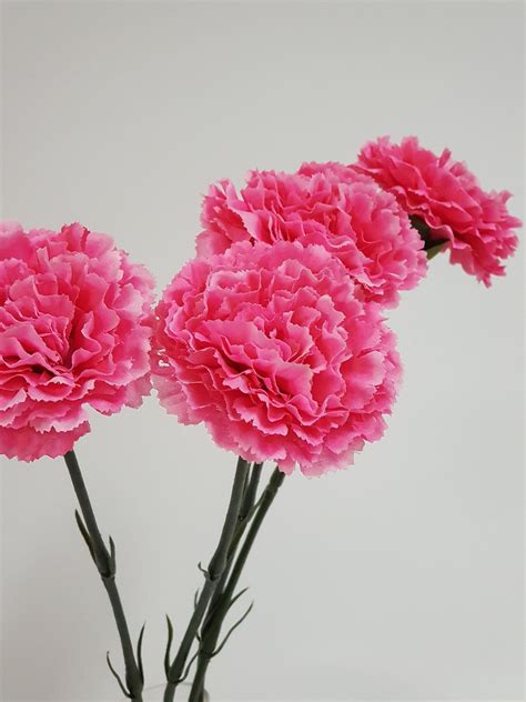 Pink Carnation Stem Desflora