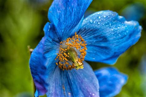 8 Hermosas Plantas Con Flores Azules Para El Jardín