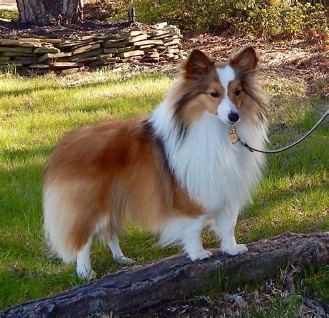 Are Shelties Miniature Collies