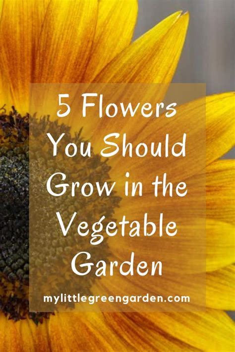 5 Flowers You Should Grow In The Vegetable Garden My Little Green Garden