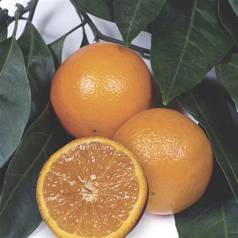 Navel Orange Citrus Sinensis My Garden Life