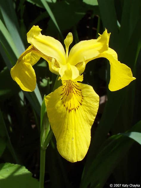 Iris Pseudacorus Pale Yellow Iris Minnesota Wildflowers