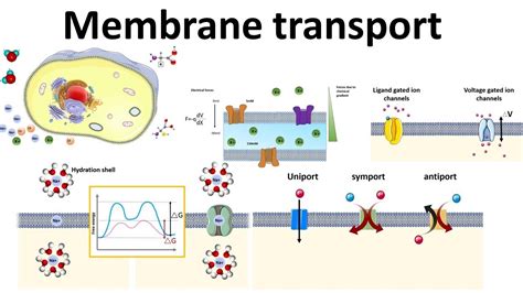 Membrane Transport Concept Map