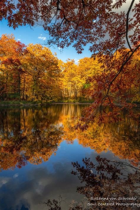 Nature Photography Autumn Photo Oak Trees Reflections Fall Etsy