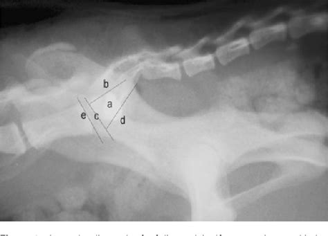 Stabilization Of Sacroiliac Luxation In 40 Cats Using Screws Inserted