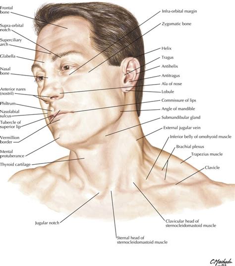 Right lateral superficial cervical lymph nodes. 1: Head and Neck | Basicmedical Key