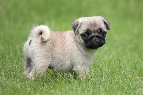 Why Do Pug Tails Curl