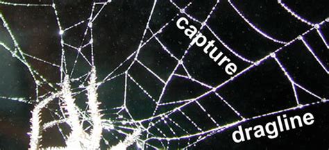 5 Spider On Orb Web With Radial Dragline Like Silk And Spiral Capture