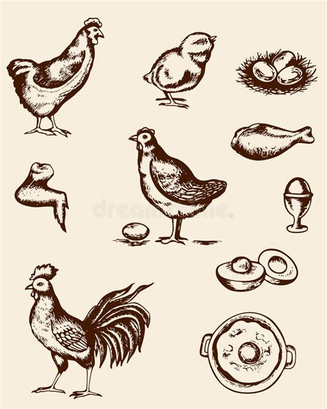 Chicken And Eggs Stock Vector Illustration Of Roasted 49429532