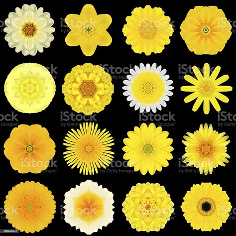 Koleksi Besar Berbagai Bunga Bermotif Kuning Terisolasi Di Atas Hitam Foto Stok Unduh Gambar