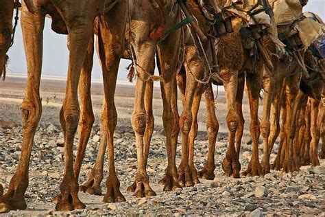 Patas De Camellos Fotos De Animales Camello Animales