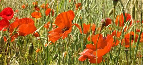 Red Poppies In The Fields Of Tuscany Italy Banner Stock Image