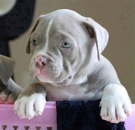 One Of The Cutest Pittie Puppies Everomg