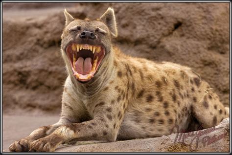 San Diego Zoo Hyena Full 6655 Flickr Photo Sharing