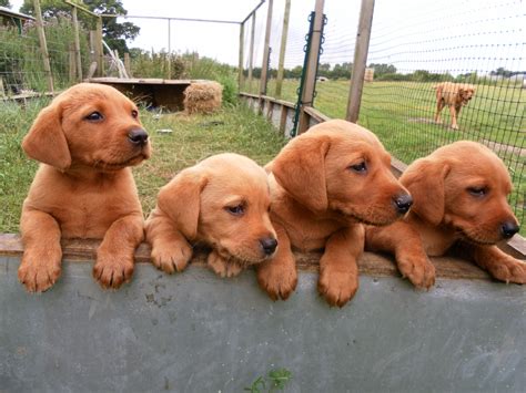 We are located in quincy, il. Fox Red Lab Puppies. Awww! I have never seen this color of ...
