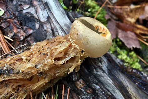 fungi - Seashore to Forest Floor