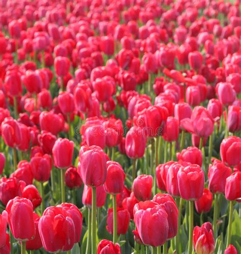 Red Tulips In Arboretum Stock Image Image Of Nature 14034935