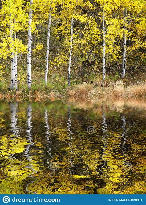 Autumn Aspen Trees Fall Colors Golden Leaves And White Trunk Stock