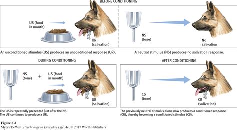 How Did Ivan Pavlov Discovered The Process Of Conditioning When Working