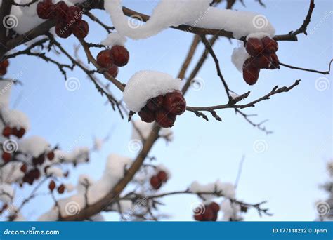 Snow Covered Crab Apples Tree Branch In Winter Stock Photo Image Of