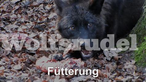 Wolfsrudelfütterung Auf Der Kasselburg Wolf Pack Feeding Timberwolf