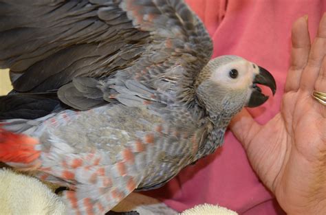 Handfed Baby African Grey Parrot Handfed Congo African Greys For Sale