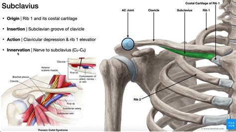 The Subclavius Muscle Anatomy And Function O I N A Youtube