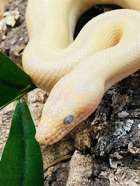 Blue Eyed Leucistic Rainbow Boa 1 Year Old Colombian Rainbow Boa By