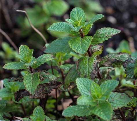 Mentha Spicata Krause Minze Plant Leaves Flora Plants
