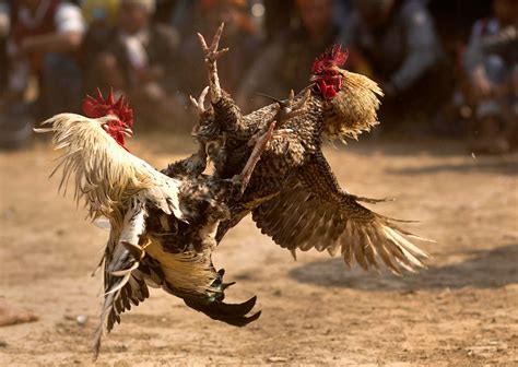Inside India’s Illegal ‘super Bowl’ Of Cockfighting Where The Roosters Wear Razors The