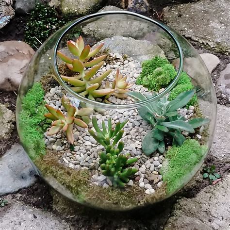 In botany, succulent plants, also known as succulents, are plants with parts that are thickened, fleshy, and engorged, usually to retain water in arid climates or soil conditions. Succulent Terrarium - Ludemas