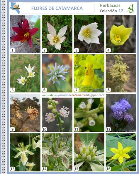 10 Plantas Sin Flores Sus Nombres