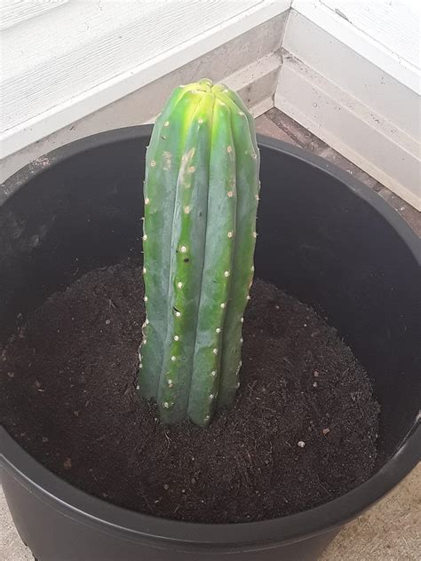 I put them in seperate pots i think boiling can destroy the mescaline and other alkaloids. Just potted my first San Pedro PC! Needless to say im ...