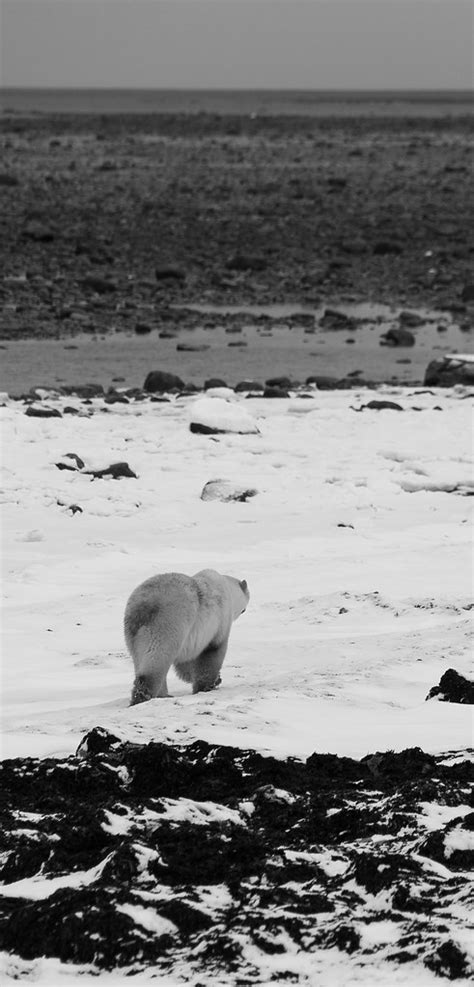 Polar Bears Churchill Tundra Viewing Polar Bears On Arct Flickr
