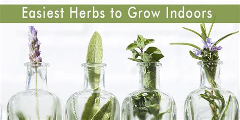 5 Easiest Herbs To Grow Indoors