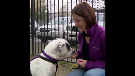 Sacramento Shelter Dogs Get Training By Prison Inmates Youtube