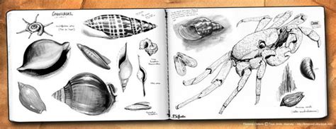 Florence Dellerie Illustratrice Scientifique Naturaliste Portfolio