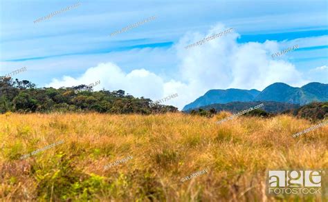 Green Meadows And Mountains Landscape Horton Plains National Park Sri