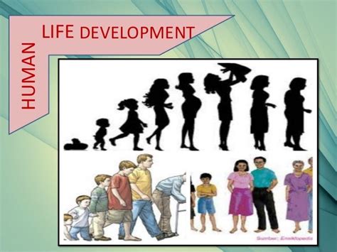 Stages Of Human Development