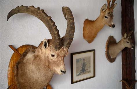 Trophy Hunt Of Protected Alpine Ibex Sparks Swiss Debate